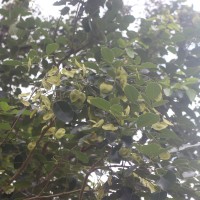 Pterocarpus santalinus L.f.